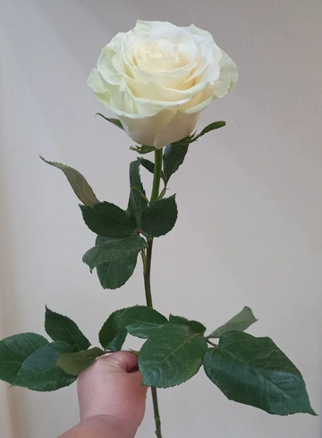 Роза белая, Мондиаль 70см от интернет-магазина цветов в 