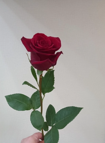 Роза красная, Эксплорер 70см от интернет-магазина цветов в 