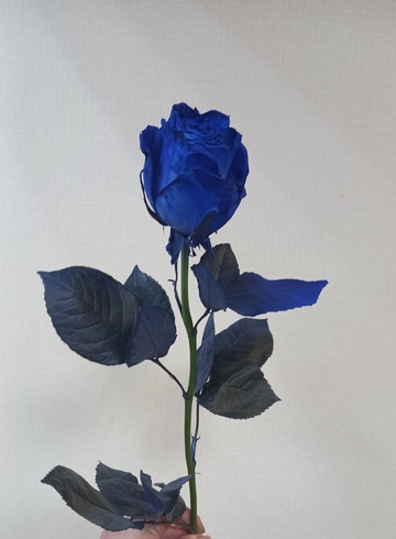 Роза крашенная синяя 60см  от интернет-магазина цветов в 