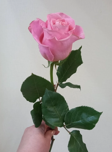 Роза цветная 50см  от интернет-магазина цветов в 