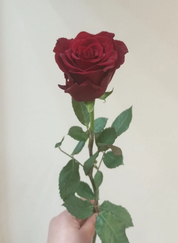 Роза красная 50см  от интернет-магазина цветов в 