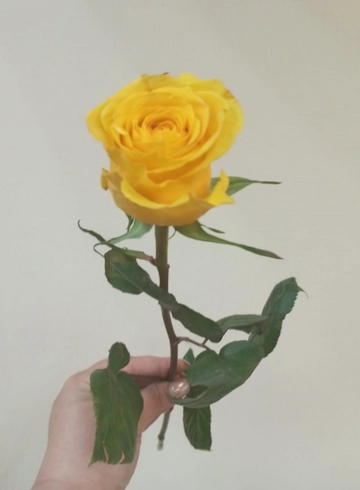 Роза желтая 40см  от интернет-магазина цветов в 