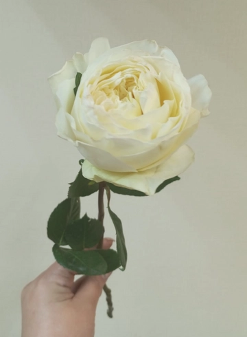 Роза пионовидная 40см от интернет-магазина цветов в 