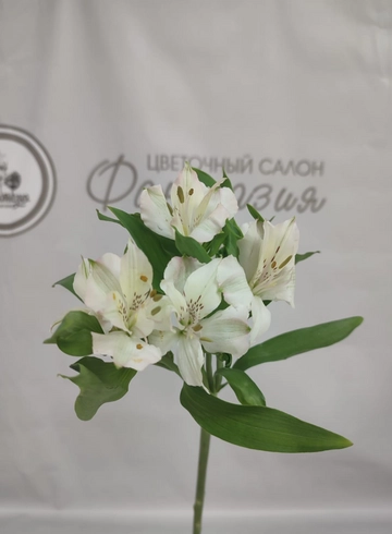 Альстромерия Эквадор 70см от интернет-магазина цветов в 