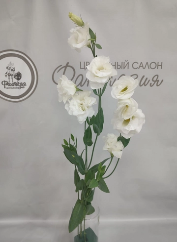 Эустома. Голландия  от интернет-магазина цветов в 