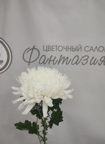 Хризантема одноголовая Голландия от интернет-магазина цветов в 