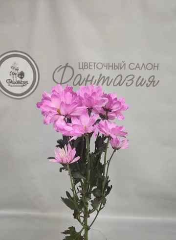 Хризантема кустовая цветная Голландия от интернет-магазина цветов в 