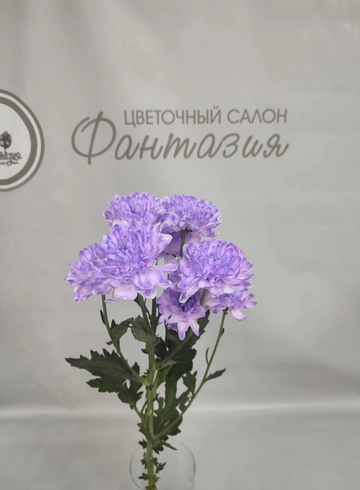 Хризантема кустовая крашенная Голландия от интернет-магазина цветов в 