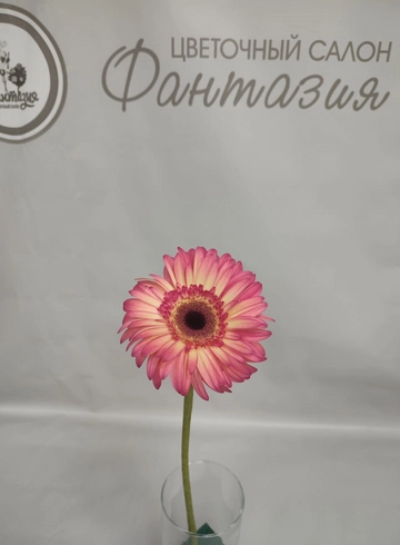 Гербера Голландия  от интернет-магазина цветов в 