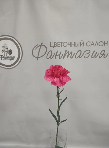 Гвоздика микс 70см Колумбия от интернет-магазина цветов в 