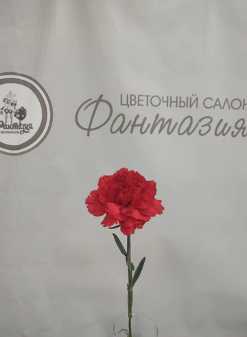 Гвоздика красная 70см Колумбия от интернет-магазина цветов в 